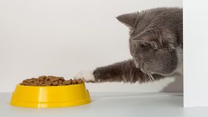 Memilih Makanan Kucing yang Tepat, Apa Saja Pertimbangannya?