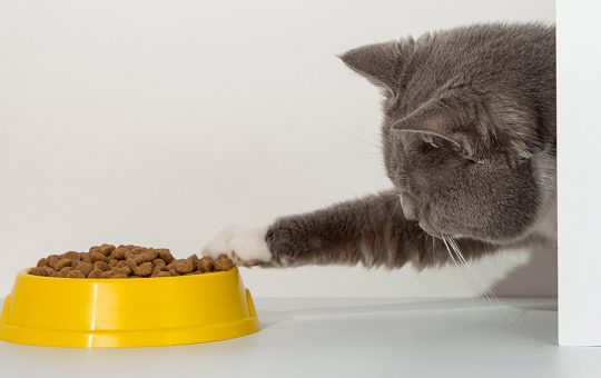 Memilih Makanan Kucing yang Tepat, Apa Saja Pertimbangannya?