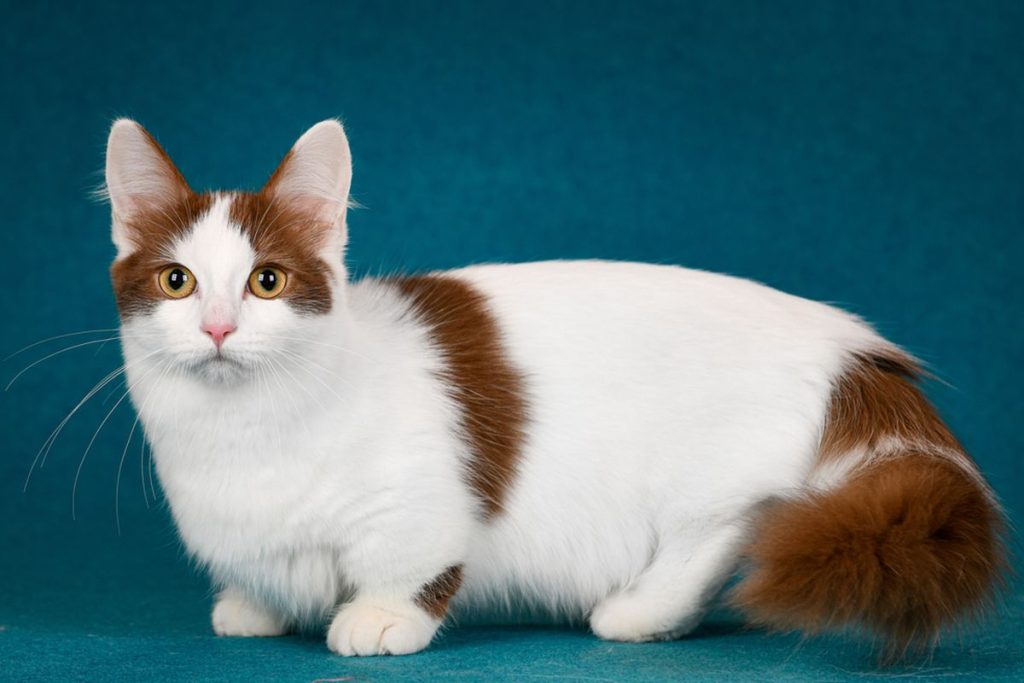 Mengenal Ras Kucing Kecil yang Menggemaskan dan Mudah Dirawat
